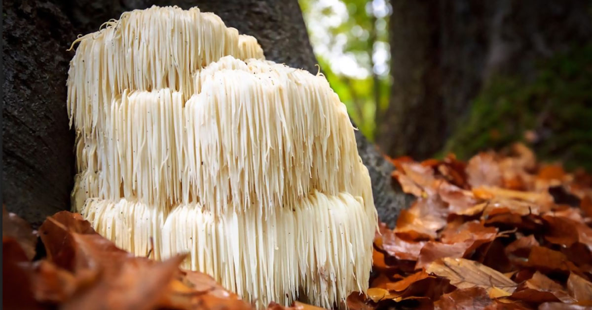 Hericium: Ako môže podporiť vaše zdravie?